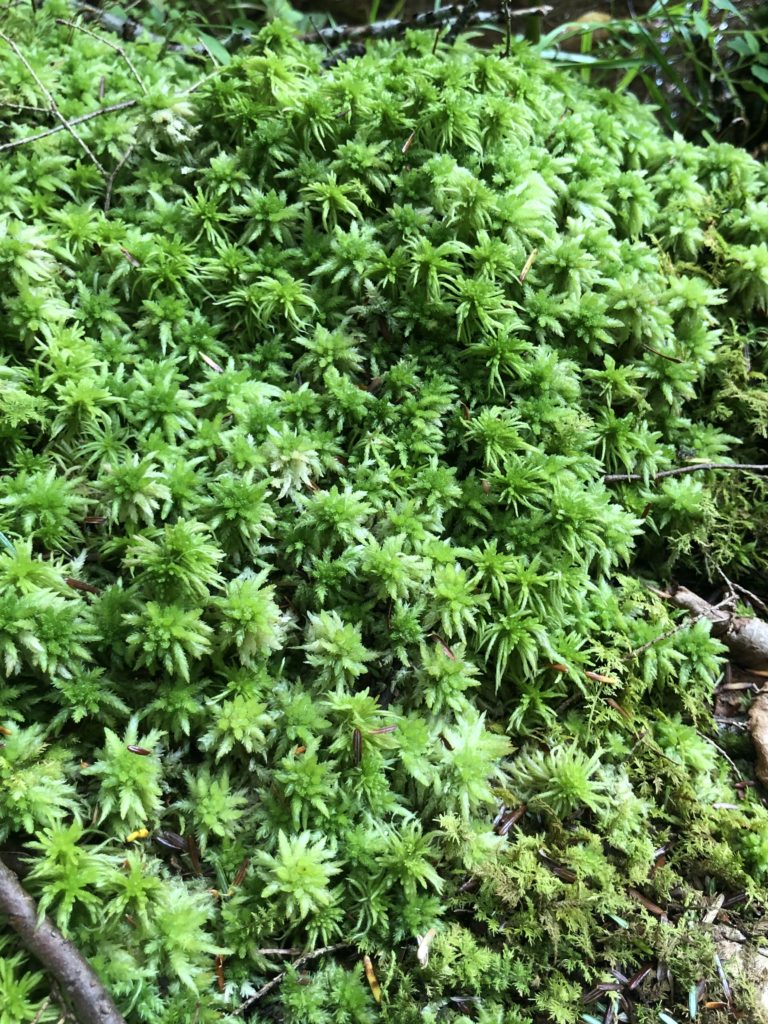 Mindful Seeing Fresh Moss